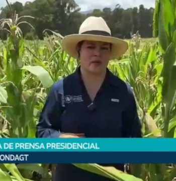 Acciones del MAGA producción agrícola Guatemala impulsan