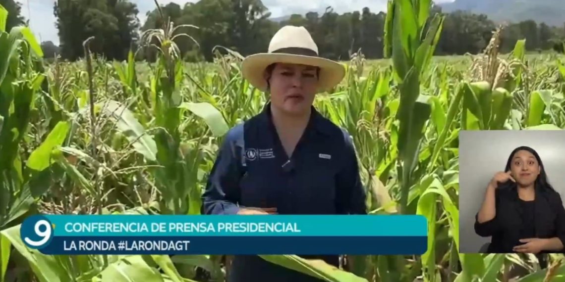 Acciones del MAGA producción agrícola Guatemala impulsan