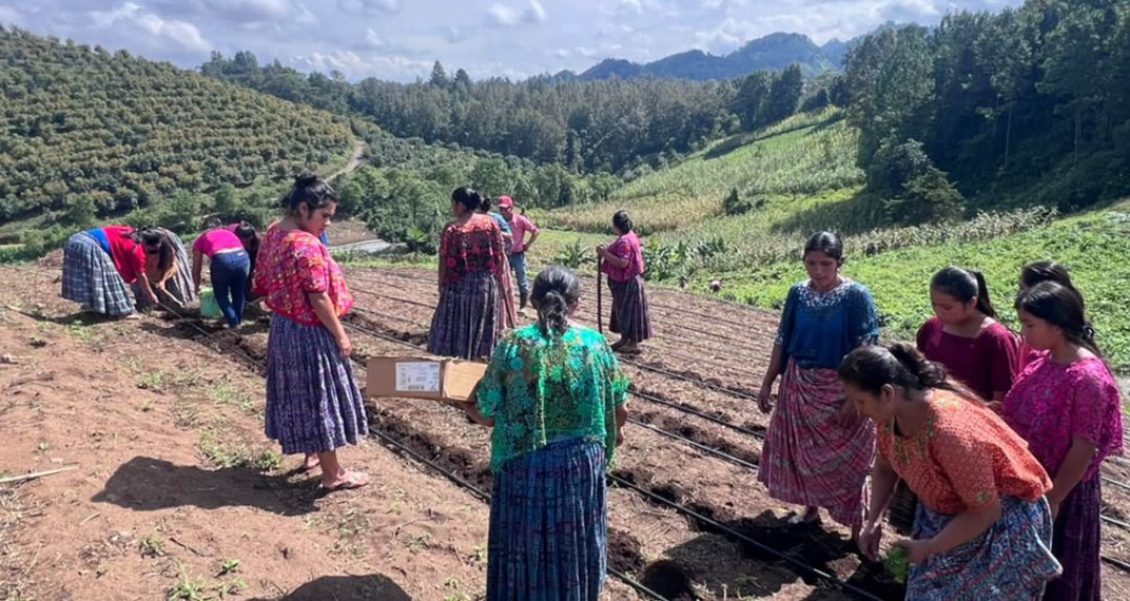 Producción de hortalizas en Cobán fortalece el trabajo.