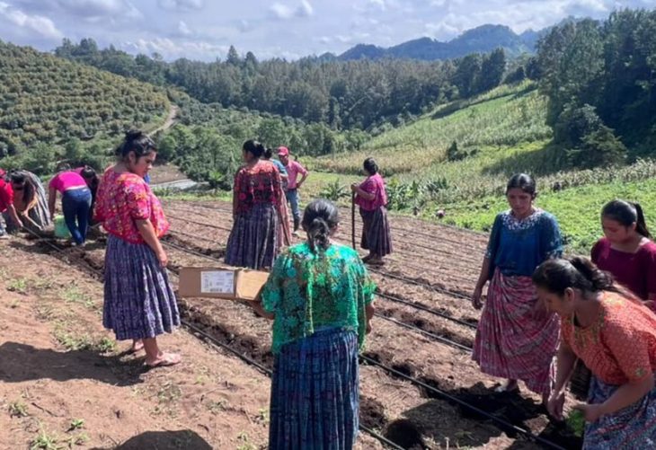 Producción de hortalizas en Cobán fortalece el trabajo.