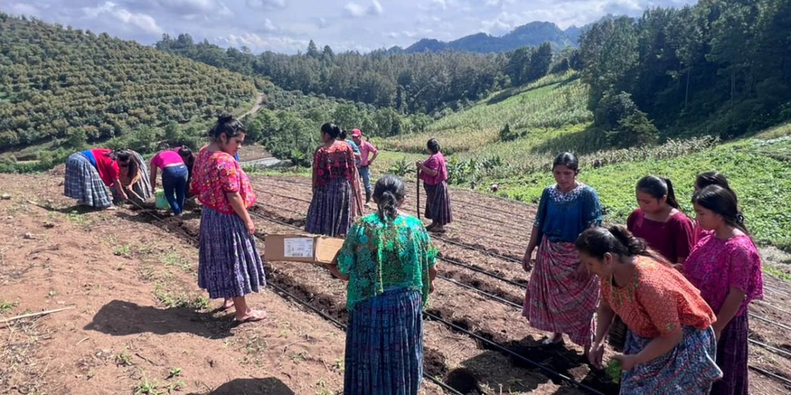 Producción de hortalizas en Cobán fortalece el trabajo.