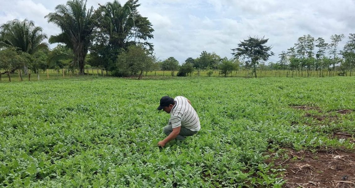 Cultivo de sandía productores El Chal Petén con apoyo.
