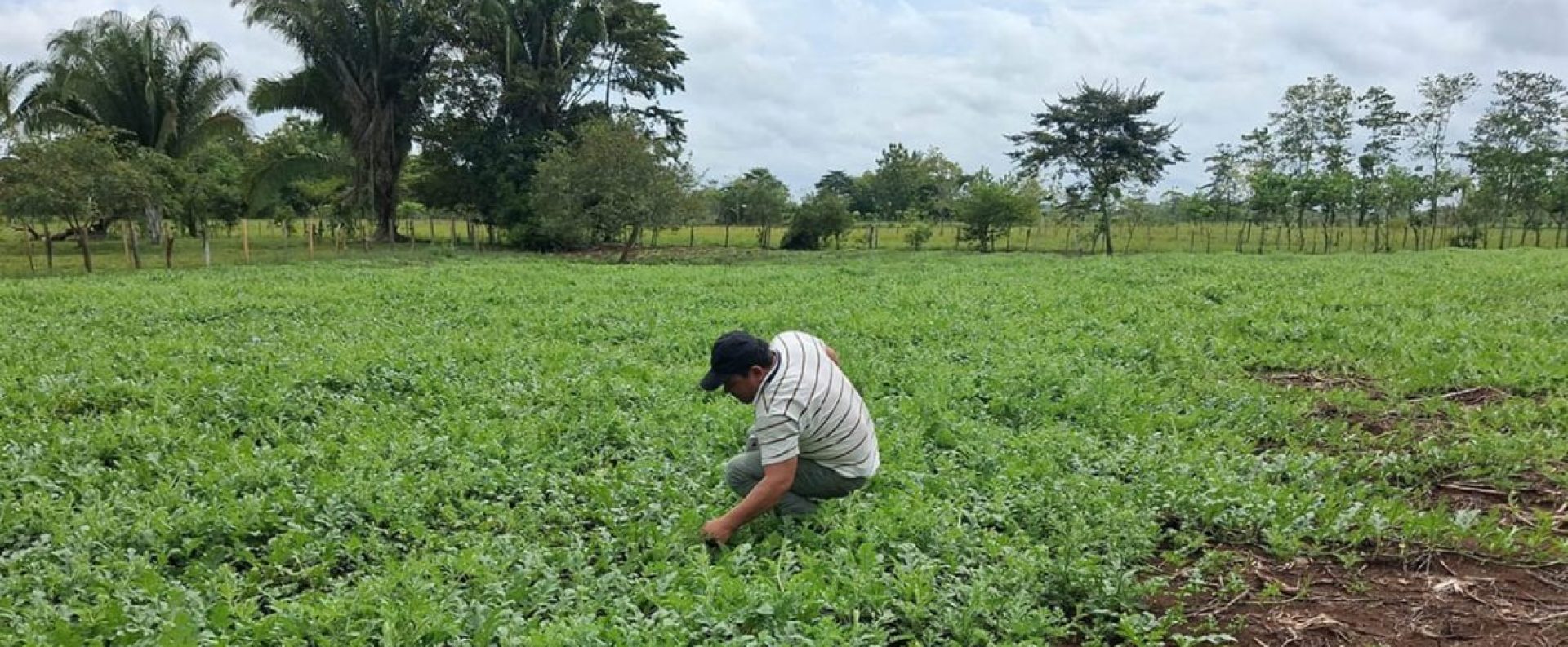 Cultivo de sandía productores El Chal Petén con apoyo.