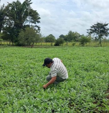 Cultivo de sandía productores El Chal Petén con apoyo.