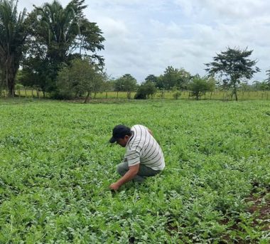 Cultivo de sandía productores El Chal Petén con apoyo.