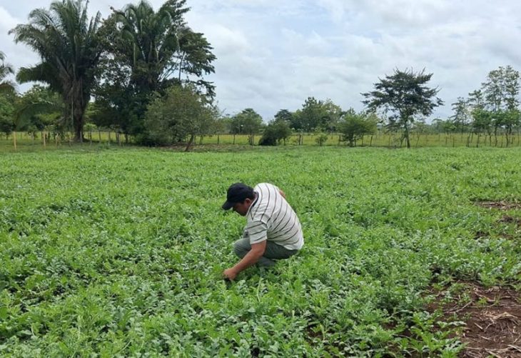 Cultivo de sandía productores El Chal Petén con apoyo.
