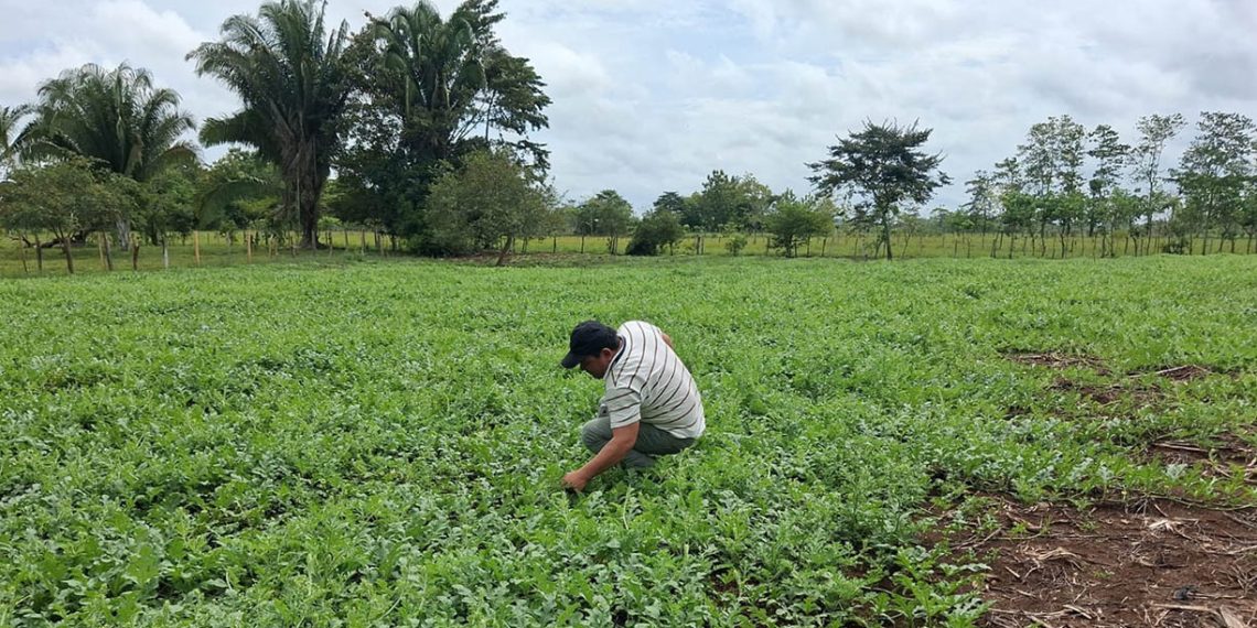 Cultivo de sandía productores El Chal Petén con apoyo.
