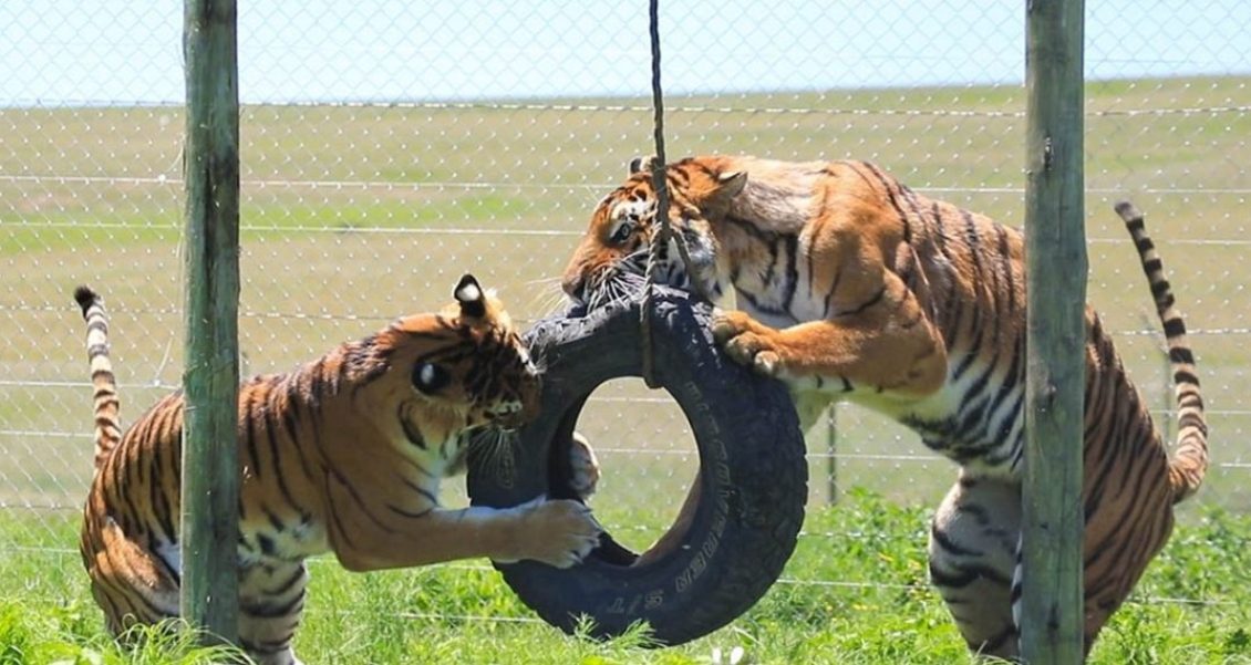 De circos a santuarios: rescate de felinos en Guatemala