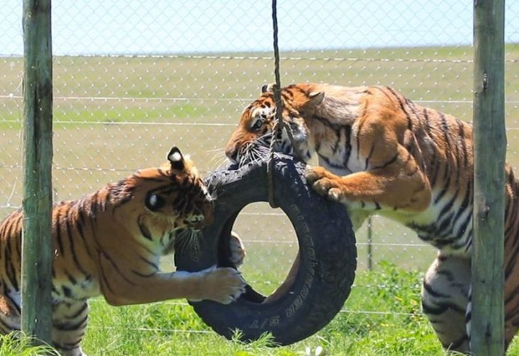 De circos a santuarios: rescate de felinos en Guatemala