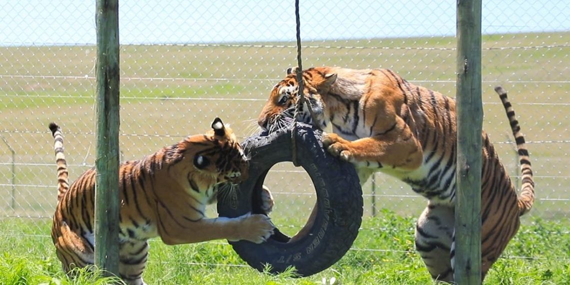 De circos a santuarios: rescate de felinos en Guatemala