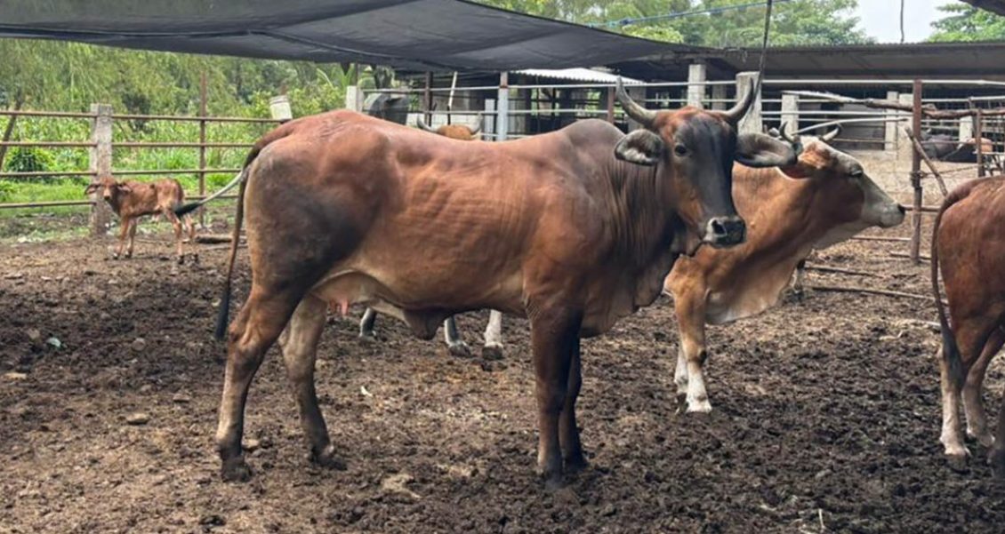 Guatemala evalúa 35 bovinos por el Gusano Barrenador