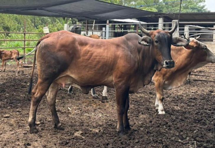 Guatemala evalúa 35 bovinos por el Gusano Barrenador