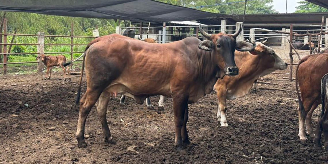 Guatemala evalúa 35 bovinos por el Gusano Barrenador