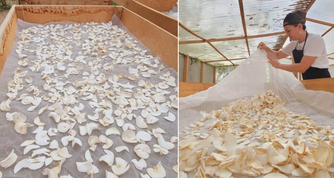 Impulsan el negocio gracias a la harina de yuca en Petén