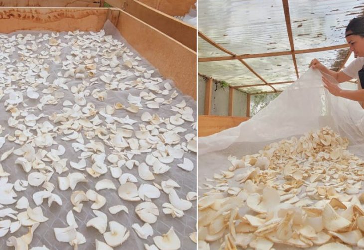 Impulsan el negocio gracias a la harina de yuca en Petén