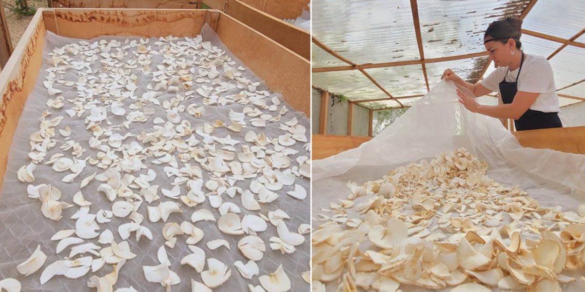 Impulsan el negocio gracias a la harina de yuca en Petén