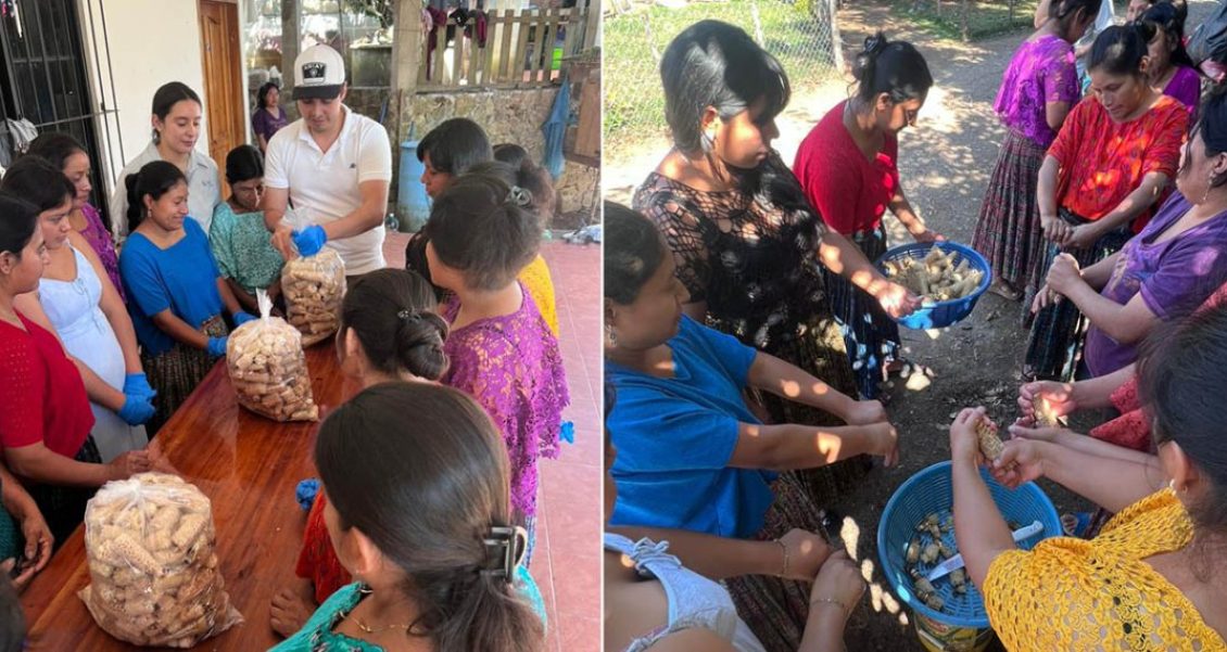Impulsan la producción de hongos ostra para alimentos