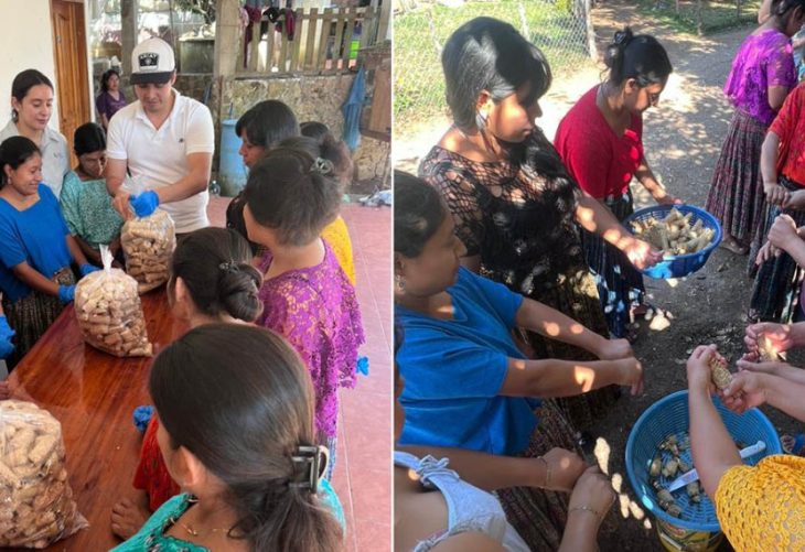 Impulsan la producción de hongos ostra para alimentos