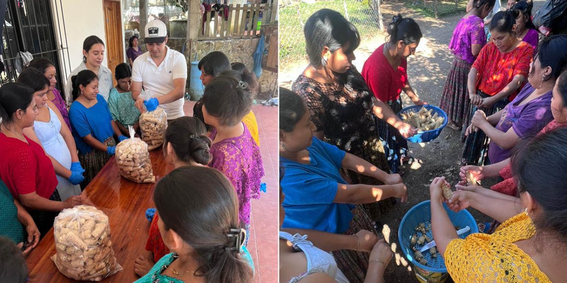 Impulsan la producción de hongos ostra para alimentos