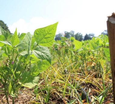 Monitorean muy intenso cultivos por calor y sequia Guatemala