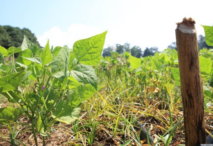 Monitorean muy intenso cultivos por calor y sequia Guatemala