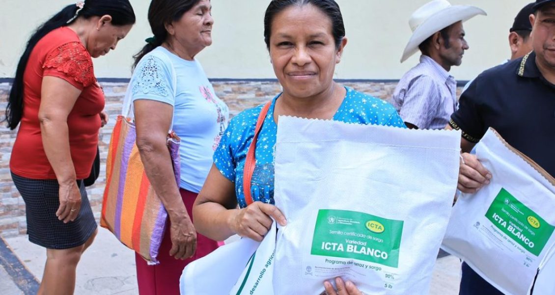 Presentan nueva variedad de sorgo ICTA Blanco el día de hoy