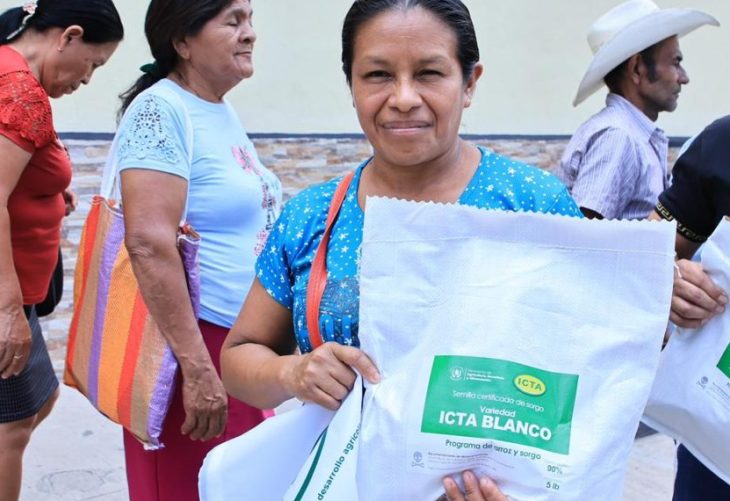 Presentan nueva variedad de sorgo ICTA Blanco el día de hoy