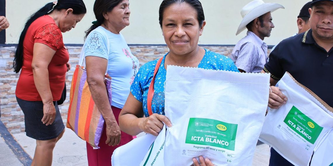 Presentan nueva variedad de sorgo ICTA Blanco el día de hoy