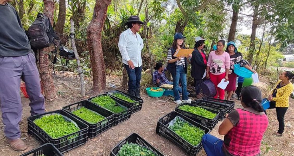 Producción de hortalizas Jalapa huerto comunitario en marcha