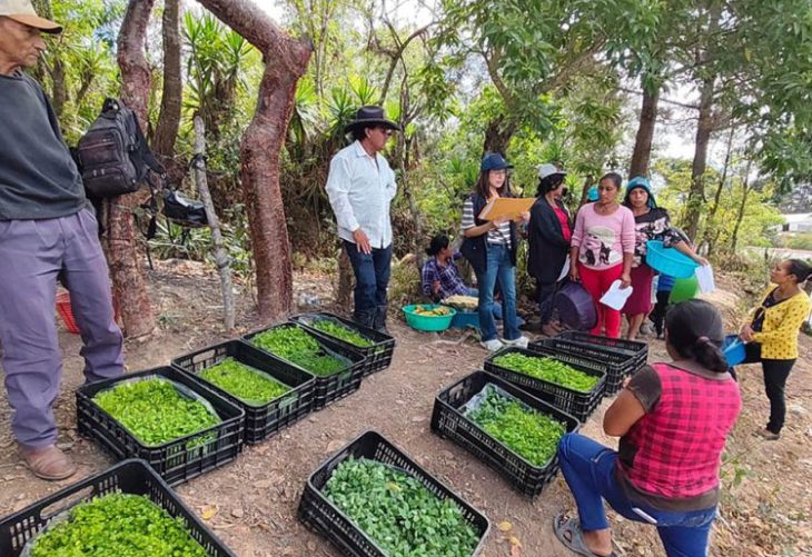 Producción de hortalizas Jalapa huerto comunitario en marcha