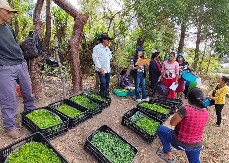 Producción de hortalizas Jalapa huerto comunitario en marcha